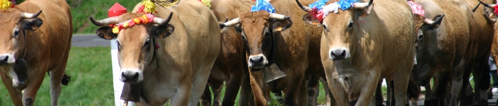 Vaches en transhumances dans l'Aubrac